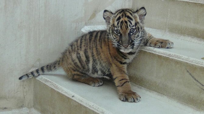まだあどけないアサの姿。2023年6月26日撮影/写真提供=公益財団法人 東京動物園協会