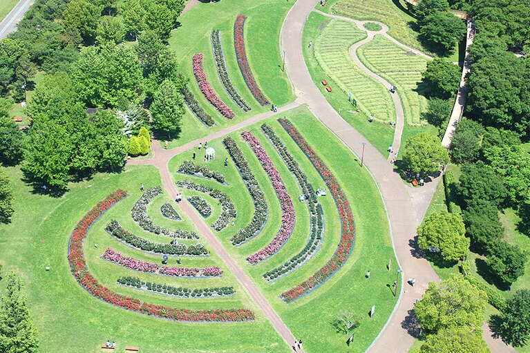 138タワーパークのモッコウバラ。ローズストリーム 展望階から。