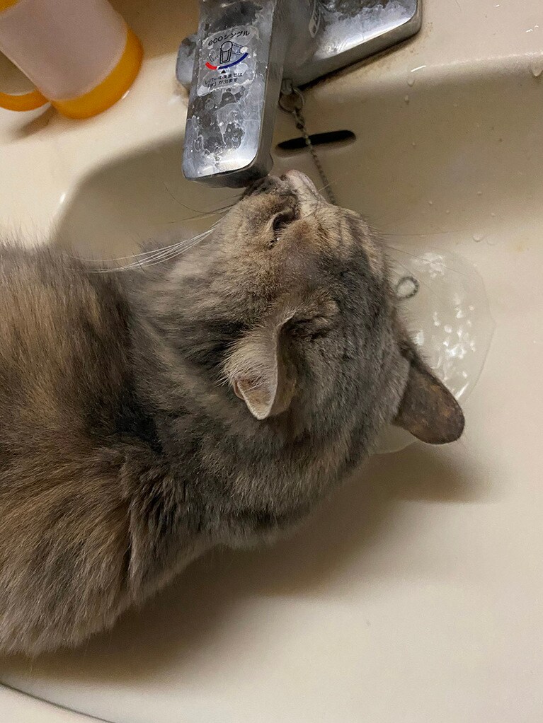みどり ♀ 5歳。洗面台で水を飲むのが流行っています。