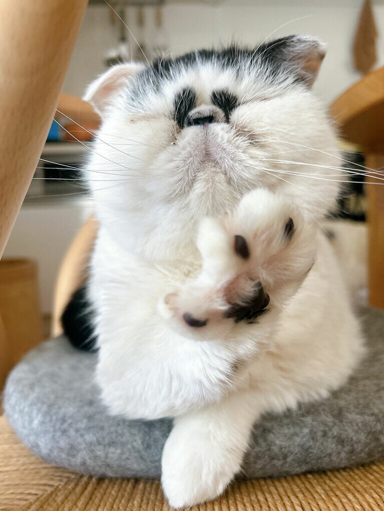 タラ ♀ 5歳。カメラをむけるといつでも愛らしさ満点の脱力系ポーズをとってくれる、ブサかわ界の星！（がわちさん）