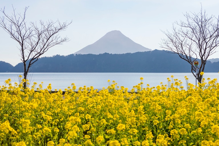 池田湖の菜の花畑。写真協力：公益社団法人　鹿児島県観光連盟