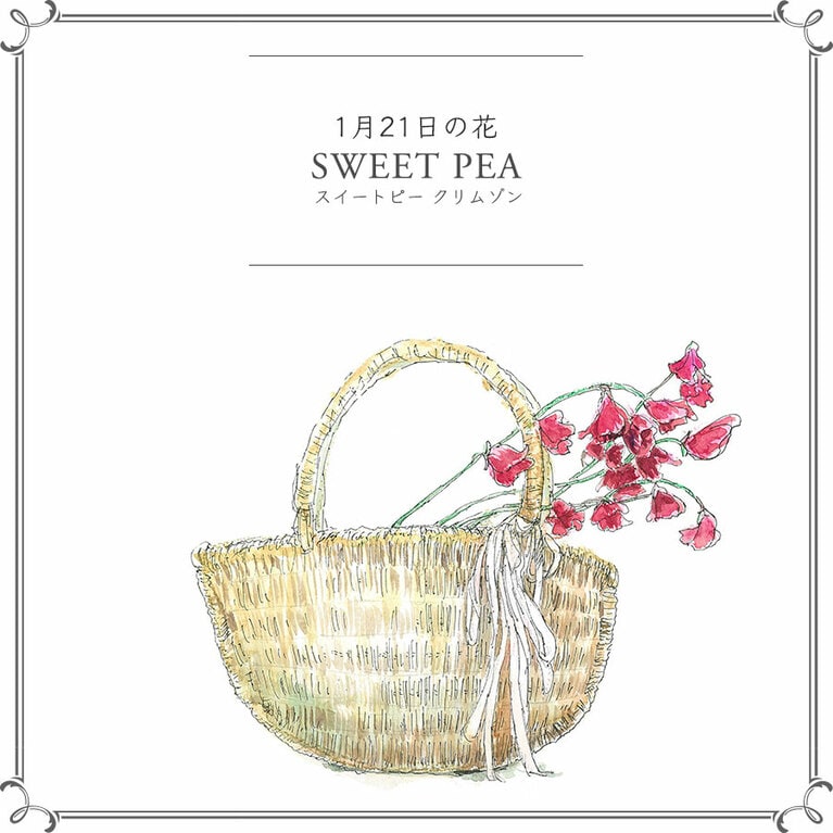 1月21日の花「スイートピー クリムゾン」