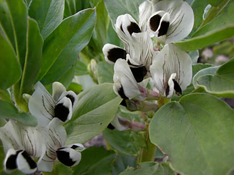 そら豆の花。確かにちょっと怖い……。