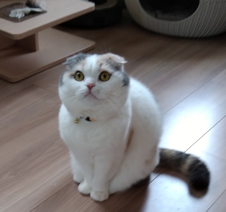 みねこ ♀ 3歳。コロナ休業中で家にいる私に「今日もお仕事行かニャイの？」の顔です。