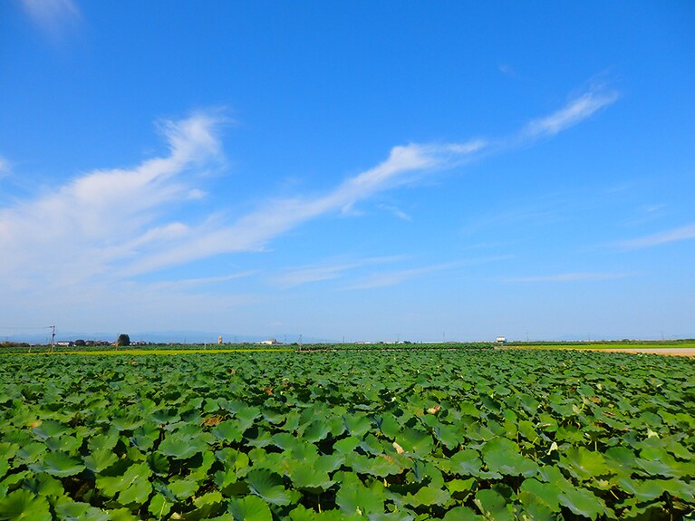 【佐賀県】青い空のもとに広がるれんこん畑。