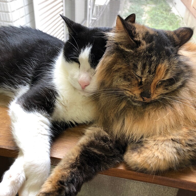 小五郎 ♂ 9歳とぽん太 ♀ 6歳。ぽん太は小五郎のことが大好きで、一緒にお気に入りの場所でお昼寝するのが至福の時。昨年末小五郎は他界しました。大好きな窓辺での最後のツーショットです。
