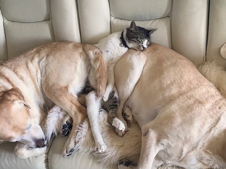 【グランプリNo.2】こたろう ♂ 4歳。母親兼姉の犬達が大好きなうちの猫、何でどうやってそんな所で!? と思わずカメラを構えてしまいました。