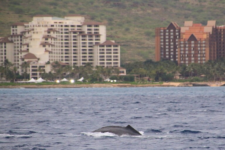 サンセットは残念だったけれど、クジラが出迎えてくれて大満足！