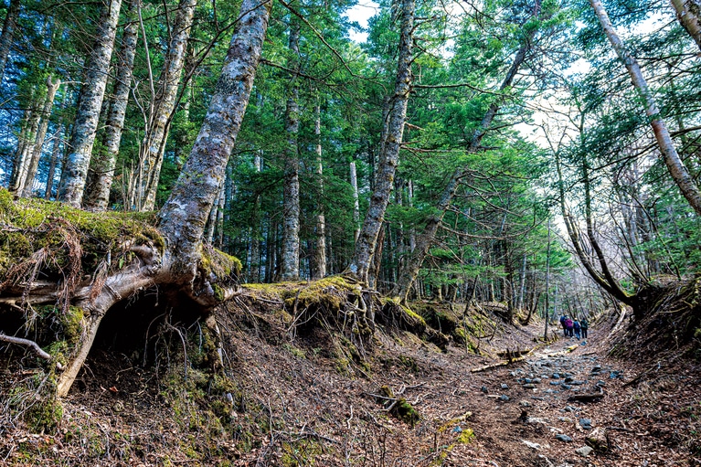 石鳥居が俗世と聖域を分かつ、吉田口登山道の拠点。この上の苔むす道は険しく、昔はここで馬を返した。