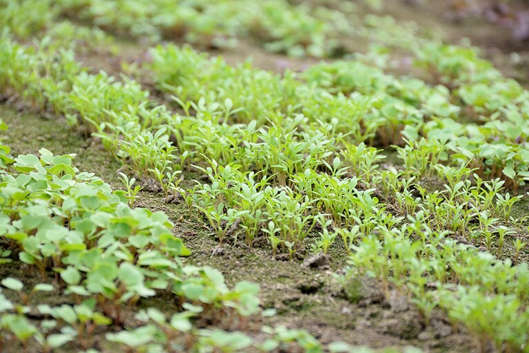 ルッコラやクレソンなど、ほんの1～2センチの愛らしいリーフたちが育っていました。