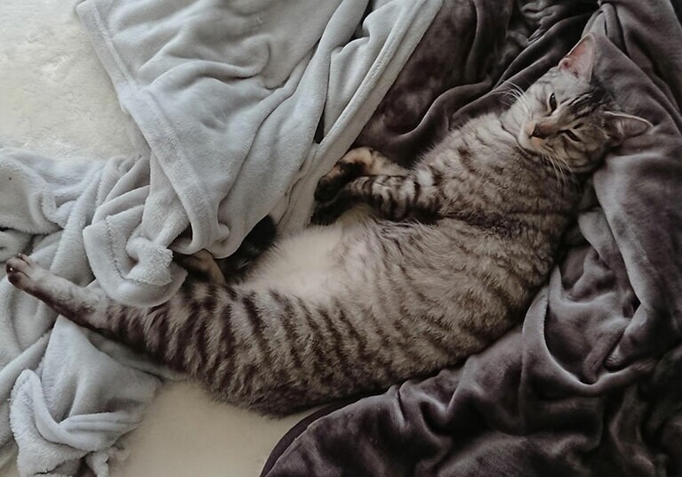 隊長 ♂ 2歳。「名前のとおり先頭をきって前に出て行く、甘えん坊さんです。我が家を選んで来てくれてありがとう。いつまでも元気でいてね」