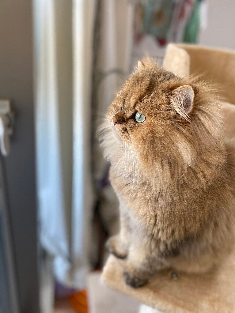 なーちゃん ♂ 2歳。外を眺めて鳥さんを待ってます。