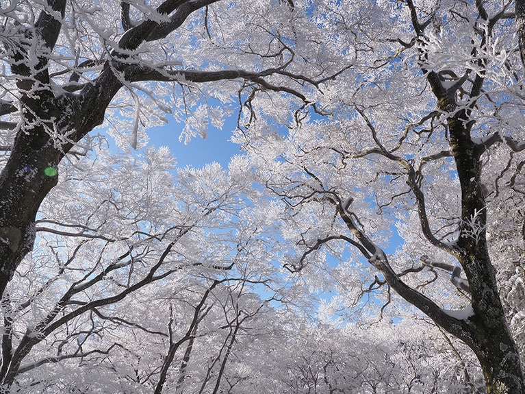 綿向山の樹氷。