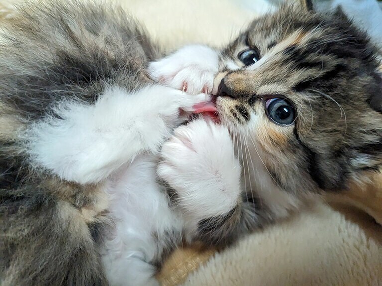 まつ ♀ 2カ月。ふわふわもふもふ。おてんばちゃん。見つめられるとメロメロです。