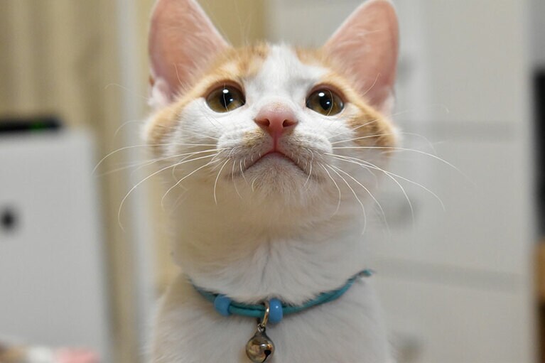 卯月 ♂ 3歳。卯月は私の王子様です！