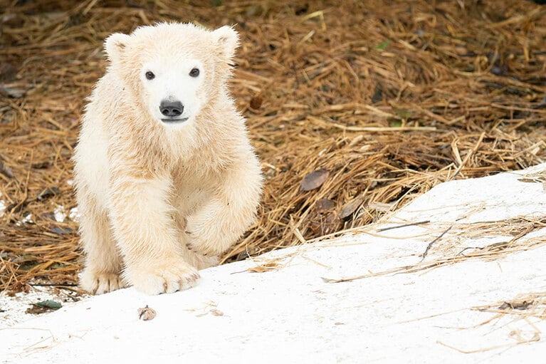 天王寺動物園で誕生したホッキョクグマのホウちゃん。ホウちゃんの父親ゴーゴと母親イッちゃんを寄贈した株式会社蓬莱からの提案をもとに天王寺動物園が命名。