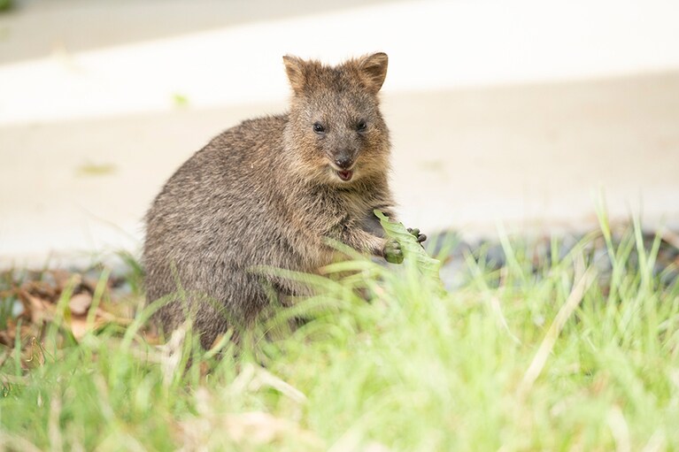 クオッカを見られるのはオーストラリア以外ではここだけ。