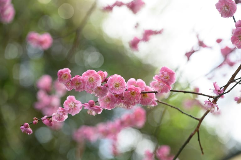 《早春の絶景散歩》紅白の梅の先には瀬戸内海、園内には古墳も！西日本随一の梅の名所「綾部山梅林」へ【兵庫県】