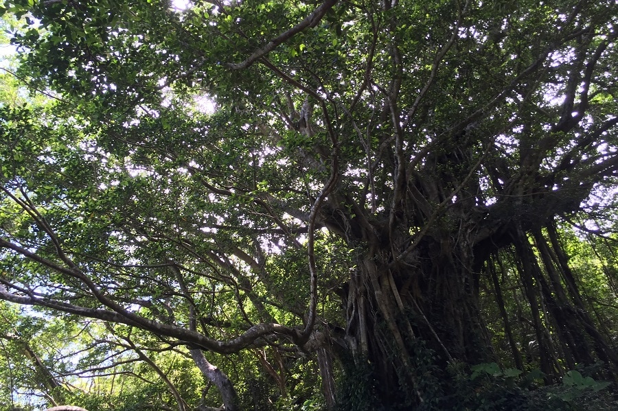 武名のガジュマルの木。沖縄のキジムナーのような妖怪、ケンムンが隠れていそう。©寺本薫子