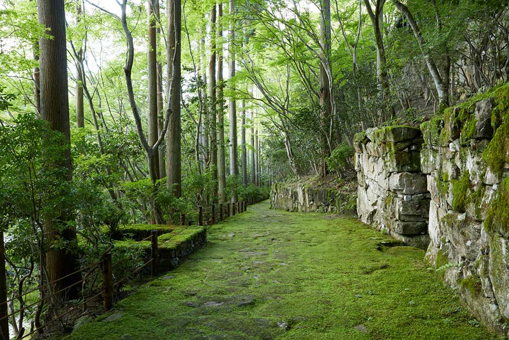 林や谷間が続く中を緩やかに迂曲する苔生した石畳、巨石が横たわる苔が敷き詰められた空間など。アマン京都が佇む静寂の森は、日常とは離れた別世界を創り出している。