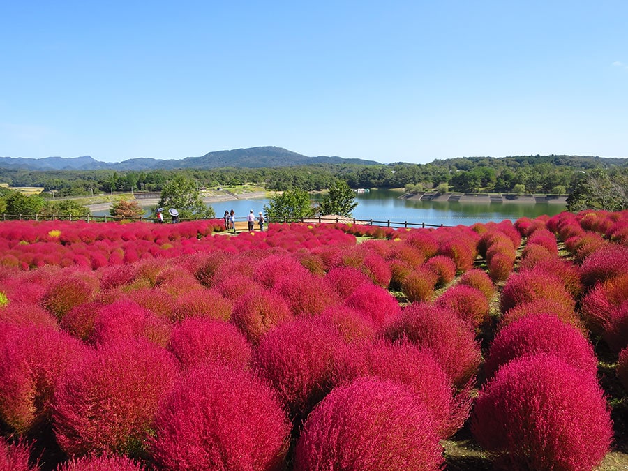 【大分県】大分農業文化公園のコキア。