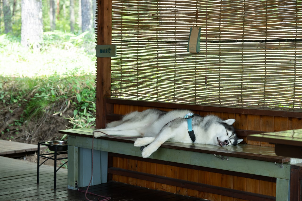 J&Nの看板犬「マロ」に別れを告げてから、美濃戸口を後にします。