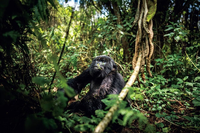 本格的な研究開始から約70年…「地球上に約1000頭の絶滅危惧種