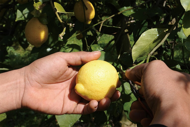 オーストラリアの農場で働いた経験のあるロロファームの貝原氏。その経験が、日本人の特性を生かし、丁寧に育てる着想に。