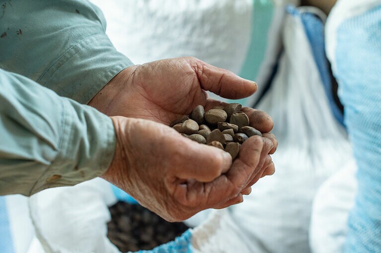 種を搾ってとれるのが椿油。西平の人々は昔から、椿油を整髪剤や食用に活用している。