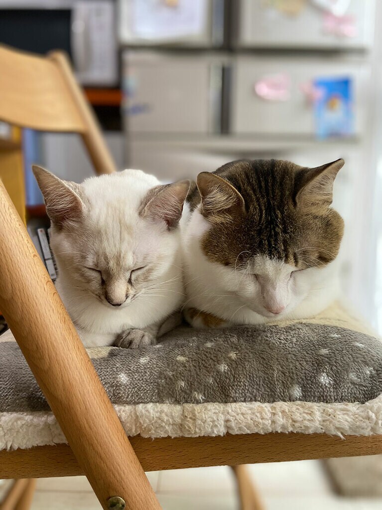 菊之介とマリーゴールド オス 3歳と2歳。仲良し2匹。くっついて寝るのが大好き（happieさん）。