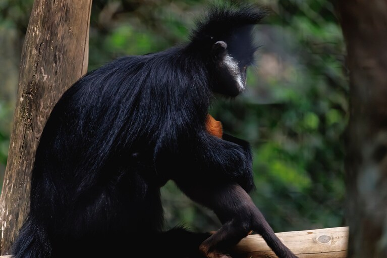 お母さんに甘えるミント。