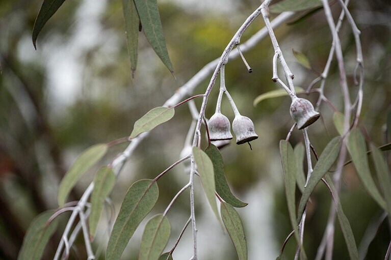 キングスパーク。