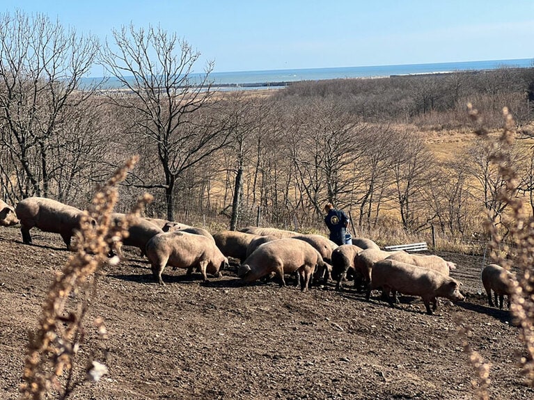 豚は群れごとに暮らしている。傾斜を走り、泥浴びも。