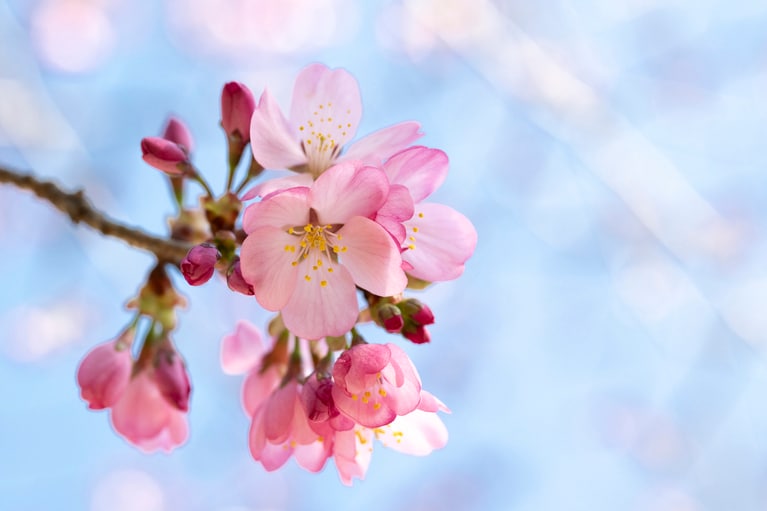 訪れたのは4月末、軽井沢ではちょうど桜が見ごろになっていました。
