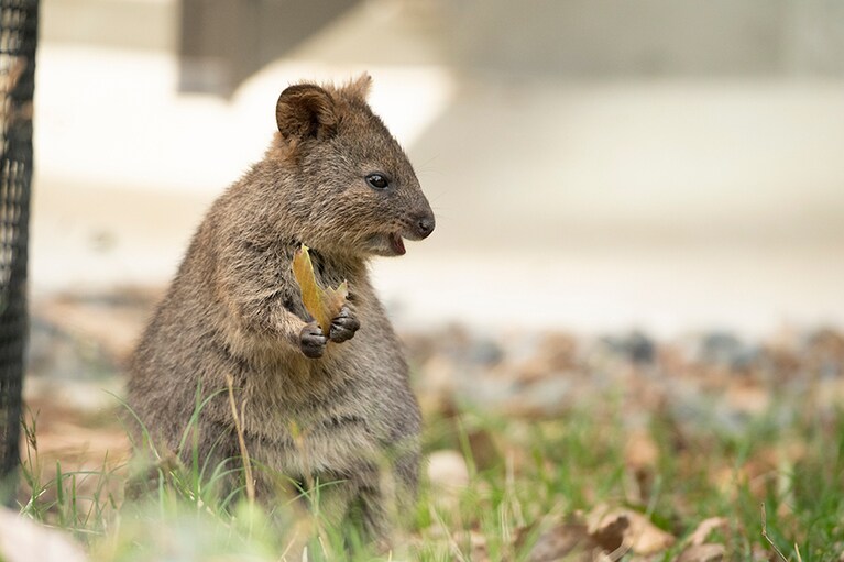 安心してくつろぐクオッカ。撮影中はずっと葉っぱをむしゃむしゃしていました。横顔も素敵。