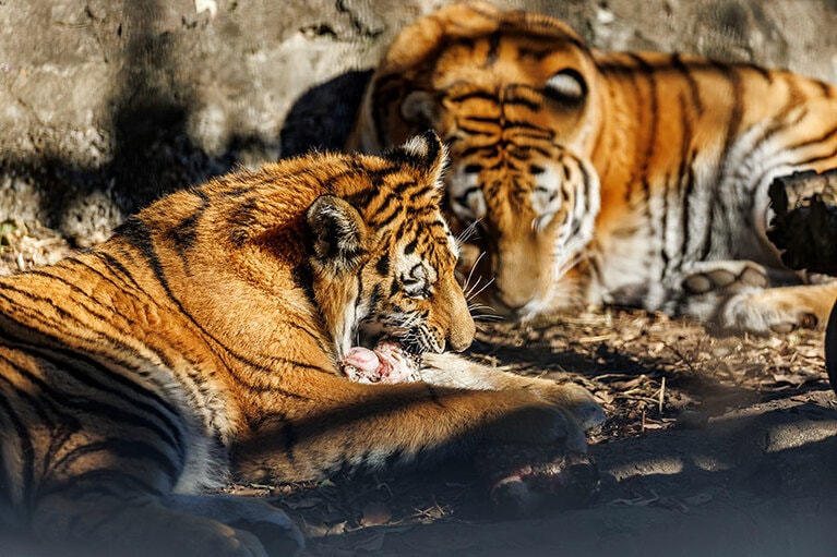 食事に夢中のフタバ。