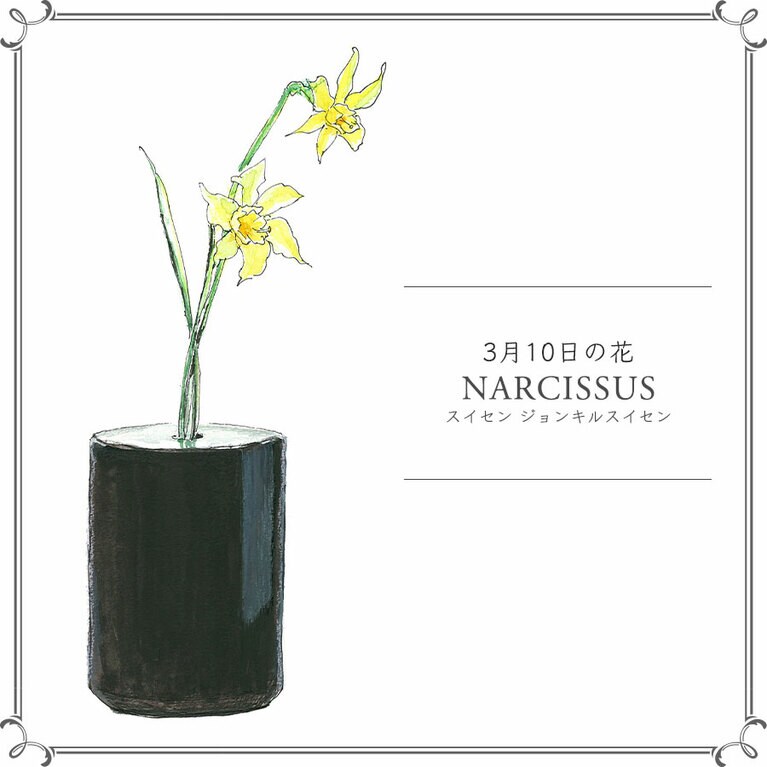 3月10日の花「スイセン ジョンキルスイセン」