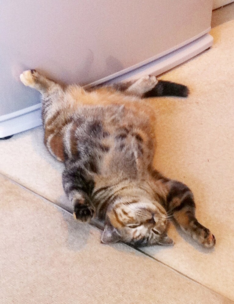 メグ ♀ 10歳。ナツダカラ、コウナッタ。７月の暑い日、冷蔵庫から涼しい風が……。