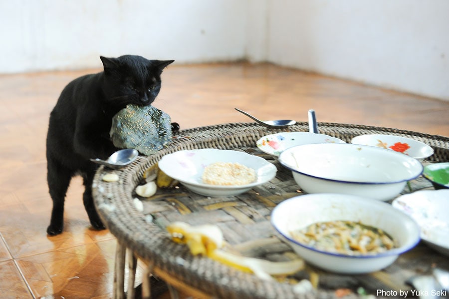 【ごちそうくわえたどらねこ篇】立食で味わう猫ちゃん。2009年12月、ラオスで撮影。