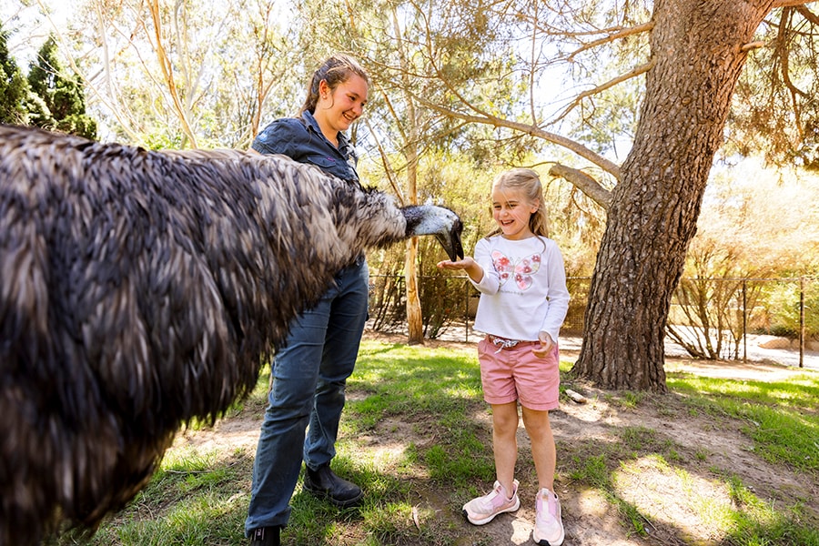 国立動物園と水族館のガイドツアーでは、エミューに餌付け体験も。photo:Tourism Australia