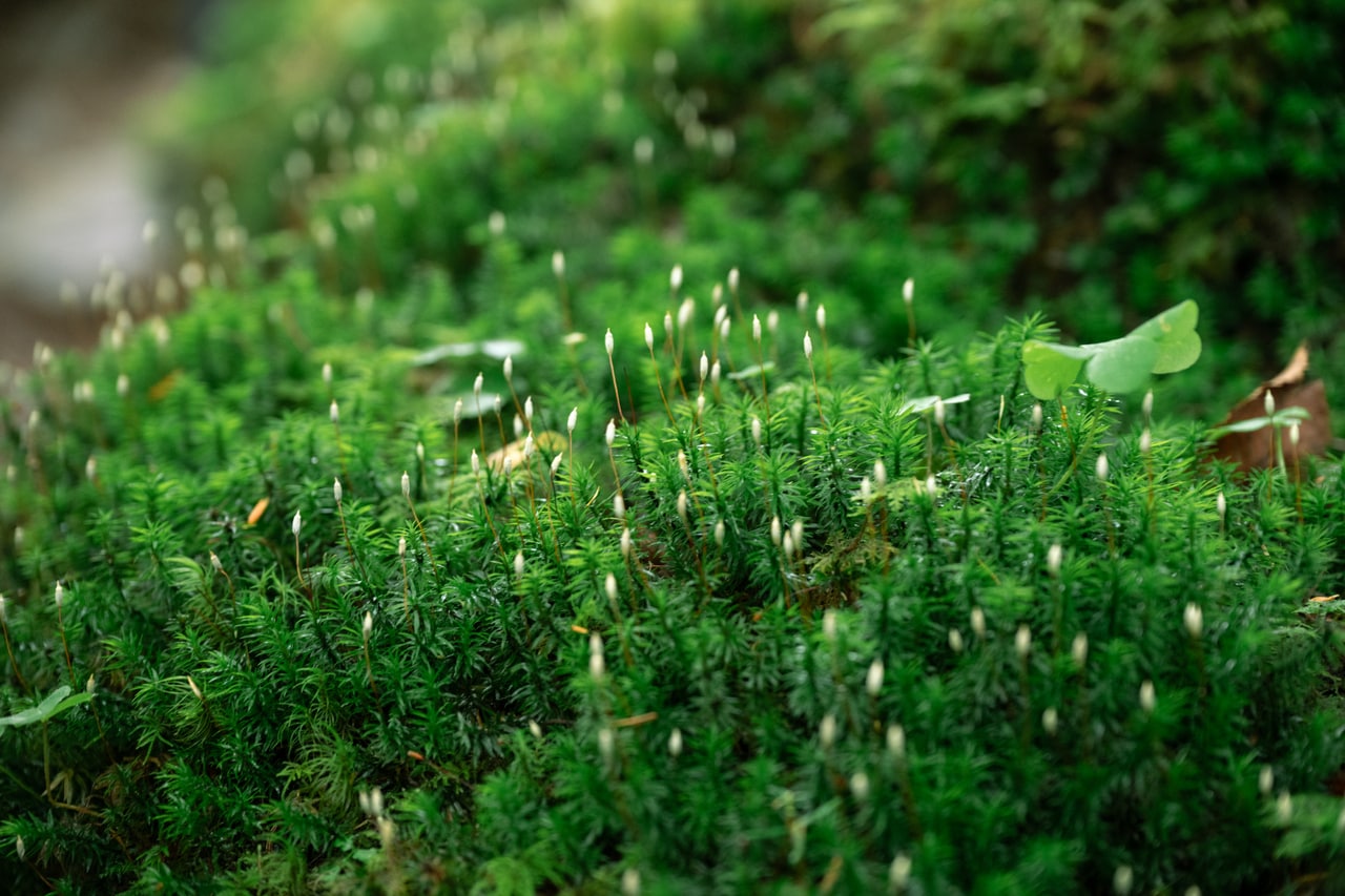 苔で生い茂る森の中。八ヶ岳で見つかっている苔は約500種類。日本の苔の種類のなんと約1/4が八ヶ岳に生息しているそう！