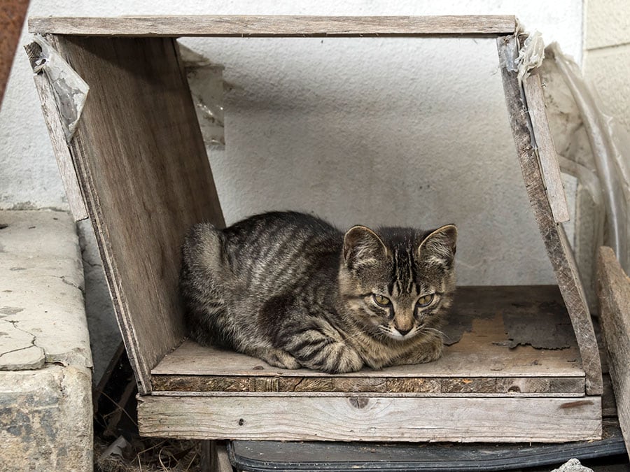 「『アヴァンギャルドなデザイニャーズ物件です♪』ってキャッチコピーに惹かれて入居したのだけどニャ……にゃんだか、ちっとも落ち着かないのニャ！！」