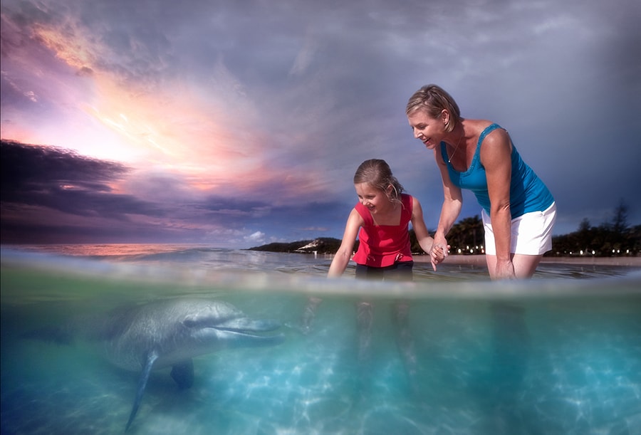 ウェブサイトに掲載されている〈WILD DOLPHIN FEEDING〉の紹介画像。