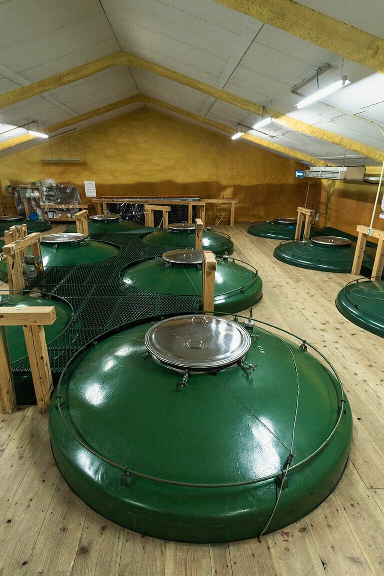 蔵見学で実際の酒造りが見られるのは11月～３月中旬頃まで。