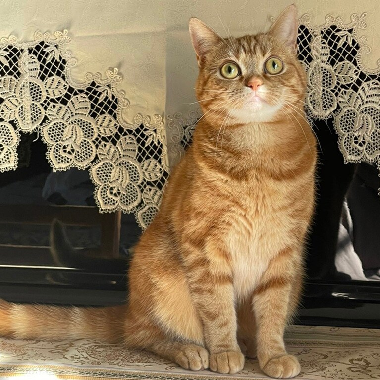 マロン ♀ 5歳。ピアノの上で記念撮影です♪