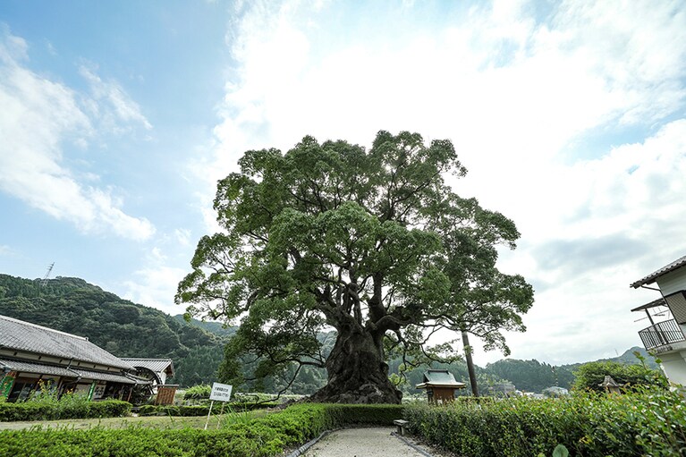 【佐賀県】川古の大楠。