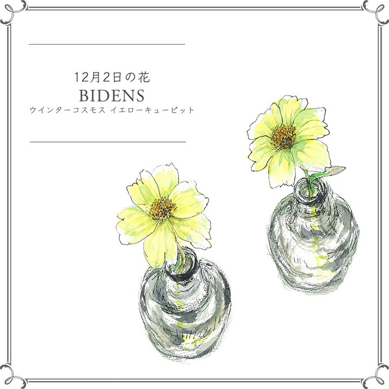 12月2日の花「ウインターコスモス イエローキューピット」