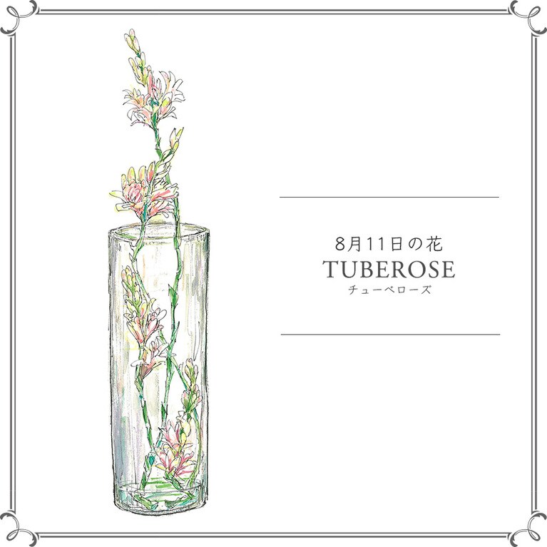 8月11日の花「チューべローズ」