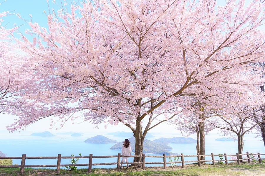 紫雲出山の桜／香川県