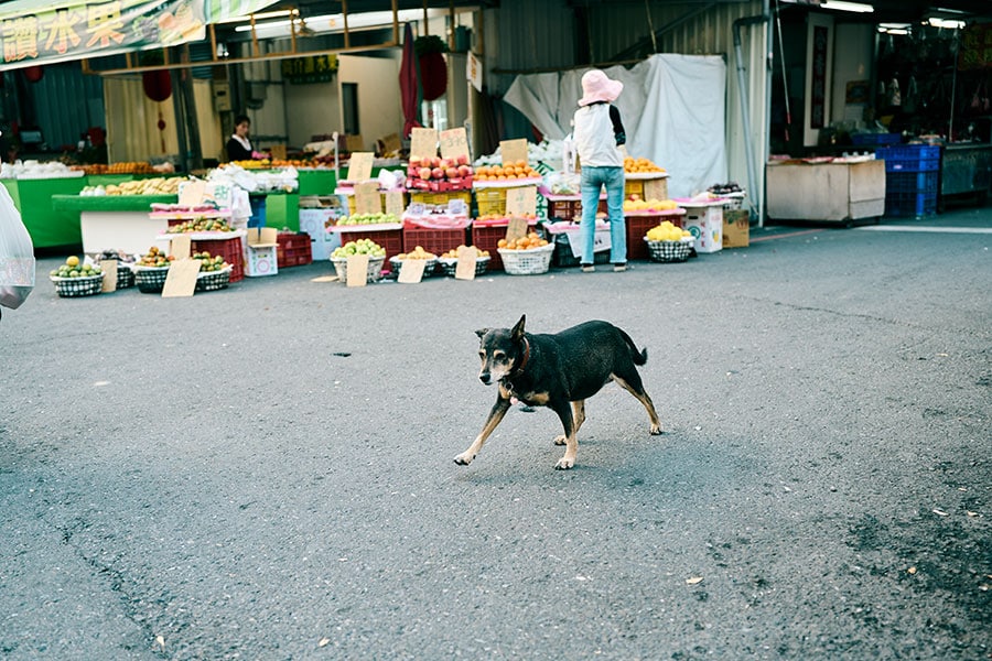 猫より犬が多い嘉義。台湾犬にも出会える。写真　衛藤キヨコ